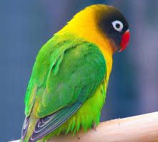 tipos de loros, clases de loros, razas de loros