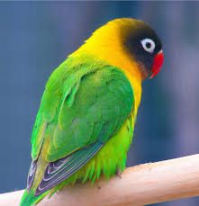 tipos de loros, clases de loros, razas de loros, tipos de loros pequeños, loros pequeños