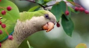tipos de loros que hablan, cuales son los loros que hablan, loros habladores