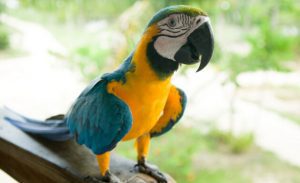 tipos de loros que hablan, cuales son los loros que hablan, loros habladores