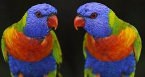 tipos de loros, clases de loros, razas de loros, loros familia, tipo de loros
