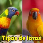 tipos de loros, clases de loros, razas de loros