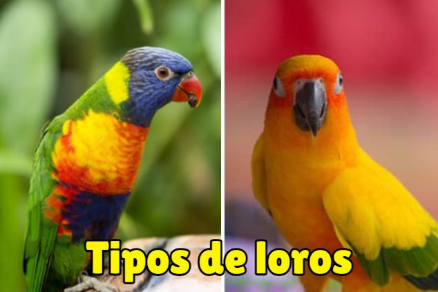 tipos de loros, clases de loros, razas de loros