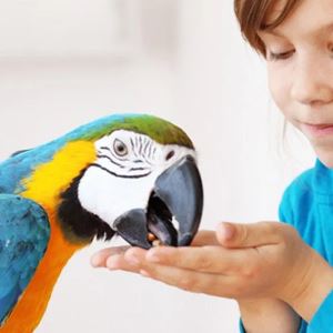 como amansar a un loro, como hacer para que mi loro no me pique