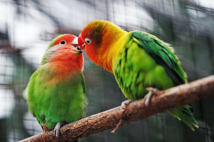 como se reproducen los loros?, como es la reproduccion de los loros, loros como se reproducen