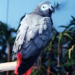 ¿cuántos años viven los loros?, cuanto dura un loro, cuanto tiempo vive un loro