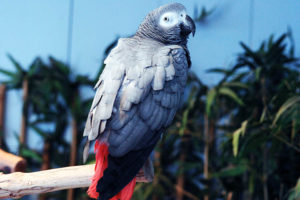 ¿cuántos años viven los loros?, cuanto dura un loro, cuanto tiempo vive un loro