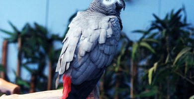 ¿cuántos años viven los loros?