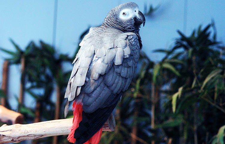 ¿cuántos años viven los loros?, cuanto dura un loro, cuanto tiempo vive un loro