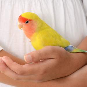 como educar a tu loro, como entrenar a un loro