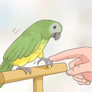 como educar a tu loro, como entrenar a un loro
