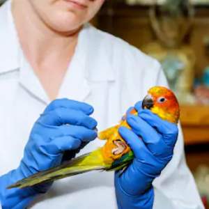 enfermedades en los loros, enfermedad del loro