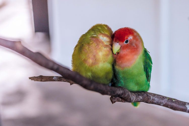 ¿cuando nacen los loros? como se reproducen los loros?, reproduccion de los loros, loros como se reproducen