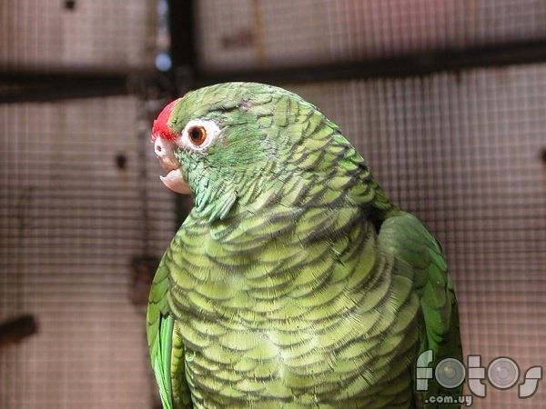 loros sin pico, cuidados del pico de los loros, pico del loro, ¿el pico de los loros se regenera?