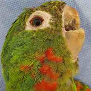 como es el pico del loro cuidados del pico de los loros enfermedades, loros sin pico
