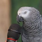 sonido de los loros, como es el sonido de un loro cotorro guacamayo