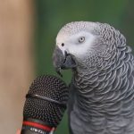 sonido de los loros, como es el sonido de un loro cotorro guacamayo