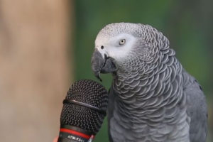 sonido de los loros, como es el sonido de un loro cotorro guacamayo