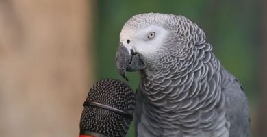 sonido de los loros, como es el sonido de un loro cotorro guacamayo