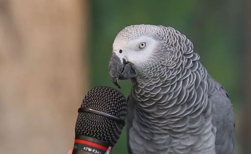 sonido de los loros, como es el sonido de un loro cotorro guacamayo