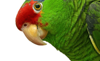 ¿por que los loros hablan? por que hablan los loros