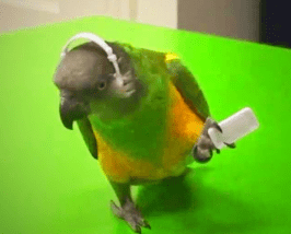 como amar a tu loro, como querer a tu loro, como dar cariño a tu loro