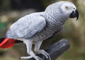 los mejores loros grandes para tener de mascota - loro gris africano yaco cola roja