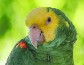 los mejores loros grandes para tener de mascota - loro amazonas