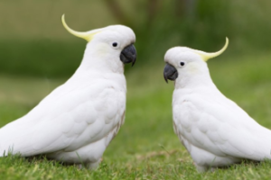 mejores loros grandes para mascotas