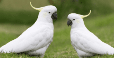 mejores loros grandes para mascotas