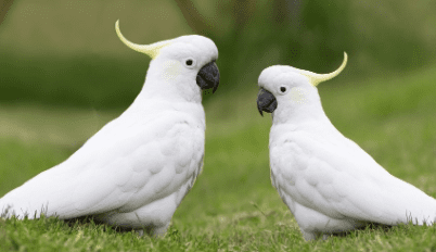 mejores loros grandes para mascotas