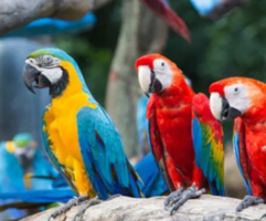 los mejores loros grandes para tener de mascota - guacamayos
