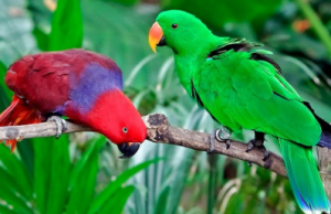los mejores loros grandes para tener de mascota - loro eclectus