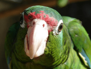 por que grita mi loro