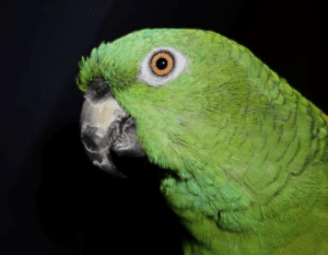 mi loro grita mucho, por qué los loros gritan