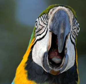 ¿por que grita tanto mi loro? por que los loros gritan