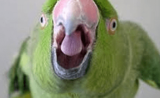 por que grita mi loro