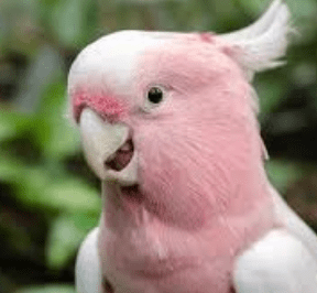 ¿es natural que los loros griten?