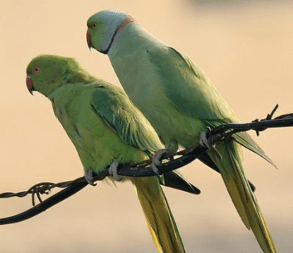 nombres de loros unisex aptos para hembras o machos, nombres para periquitos de peliculas