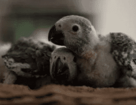nombres para loros bebés pichones - nombres para loritos - nombres para cotorritos, que nombre para un loro