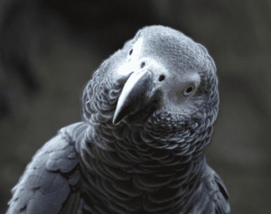 nombre para mi loro, como llamar a mi loro, nombres para loros, los mejores nombres para loros, loros famosos, que nombre ponerle a un loro