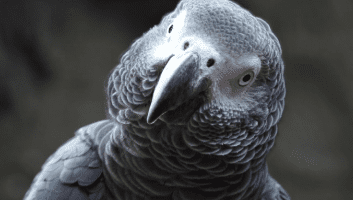 nombres para loros machos o hembras, unisex, los mejores nombres de loros