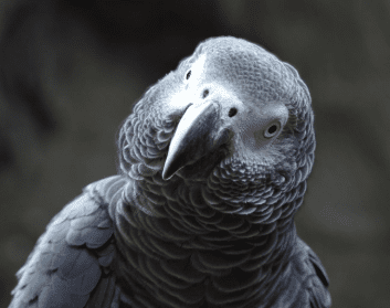 nombres para loros machos o hembras, unisex, los mejores nombres de loros