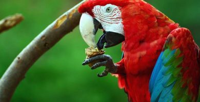las mejores imagenes y fotografias de loros