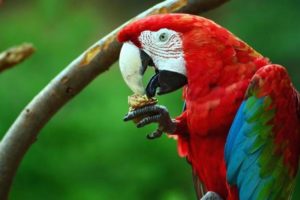 fotos de loros, loros fotos, las mejores imagenes y fotografias de loros