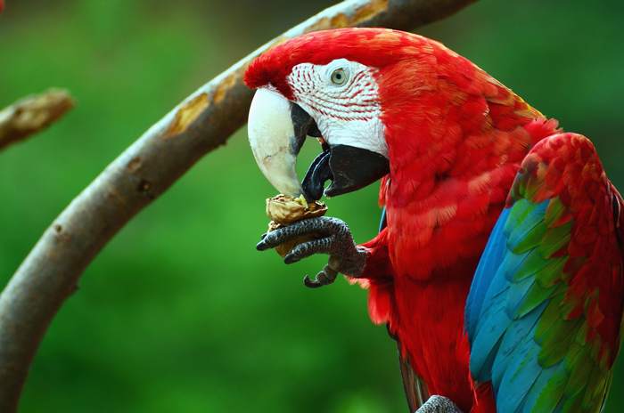 fotos de loros, loros fotos, las mejores imagenes y fotografias de loros