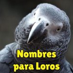 nombres para loros machos o hembras, unisex, los mejores nombres de loros, como llamar a un loro