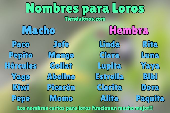 lista de nombres para loros machos y hembras, nombres para pericos, nombres para cotorras y loras. Los nombres más lindos y divertidos para tu loro