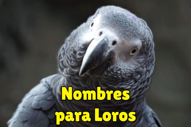 nombres para loros machos o hembras, unisex, los mejores nombres de loros, como llamar a un loro