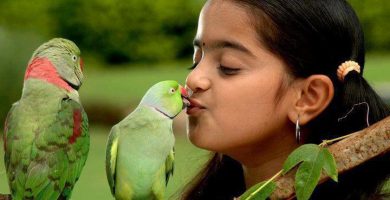 cual es el mejor loro para mascota para tener en casa